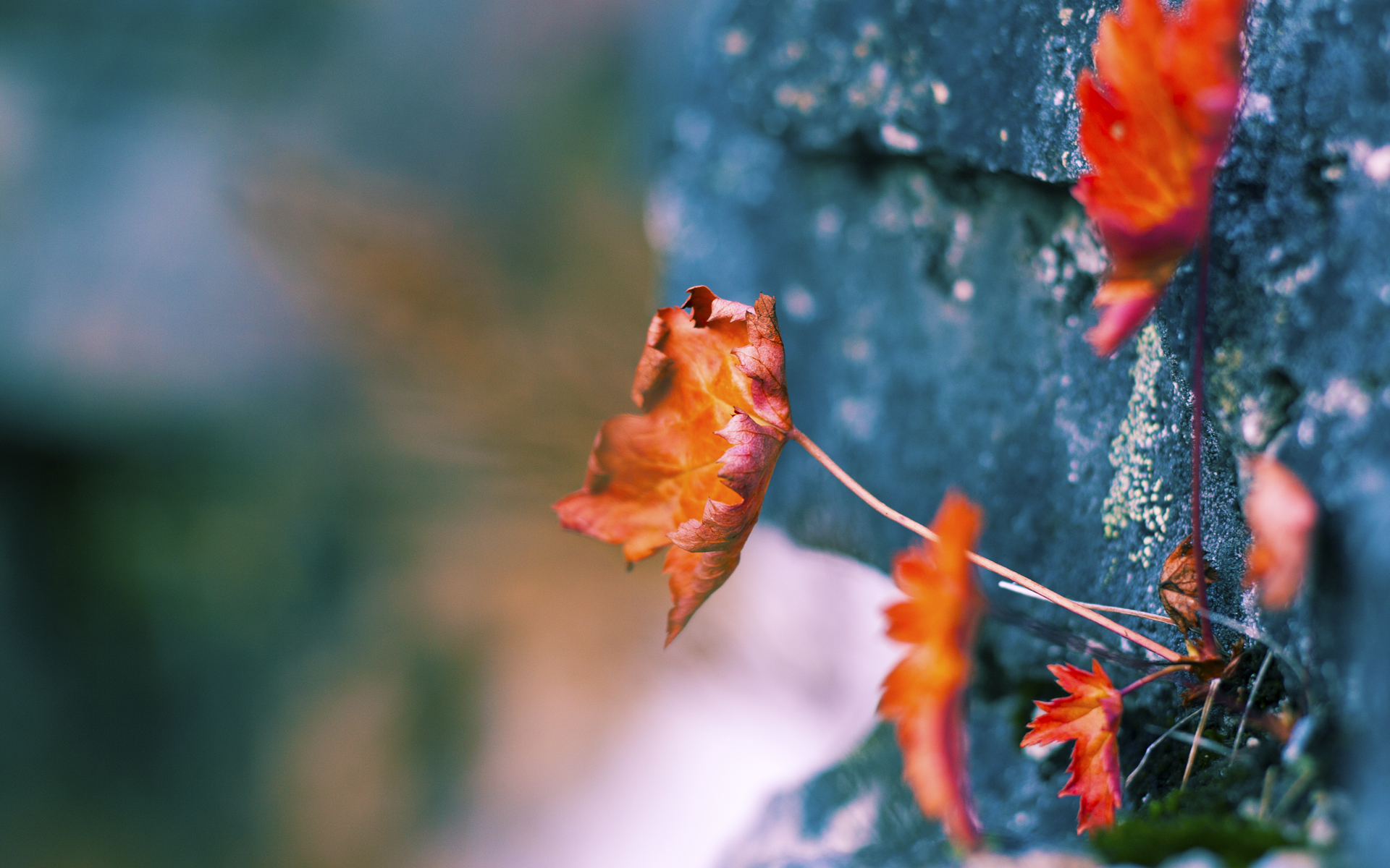 WNBA纽约自由人估值达4.5亿美元，创女子体育队伍新纪录，纽约自由人比赛