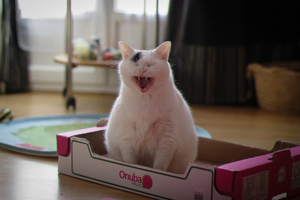 九游下载-“赛场最强音乐秀和啦啦队表演，点燃全场气氛”，适合啦啦队跳舞的音乐