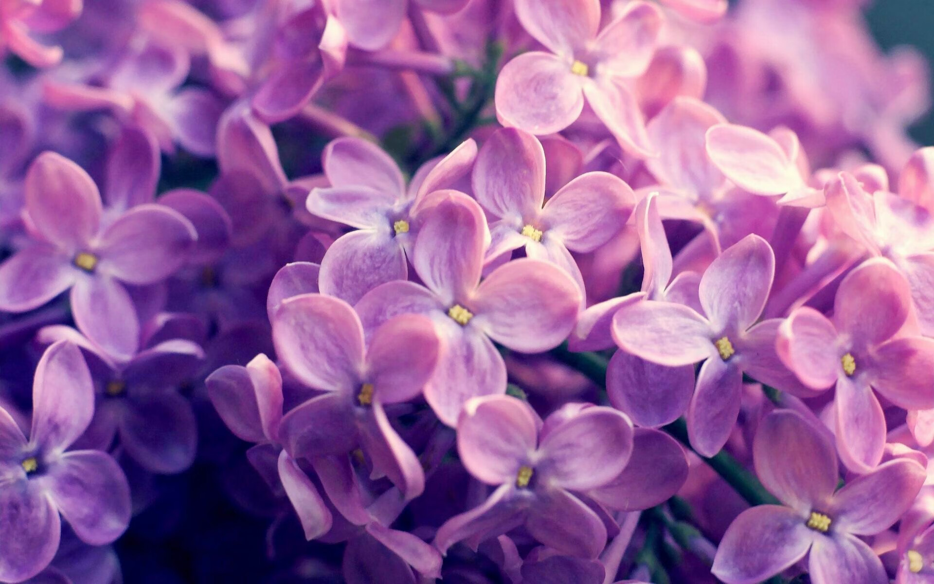 凯尔特人设置场边冥想区，提供观赛期间心理放松服务，凯尔特人的场馆