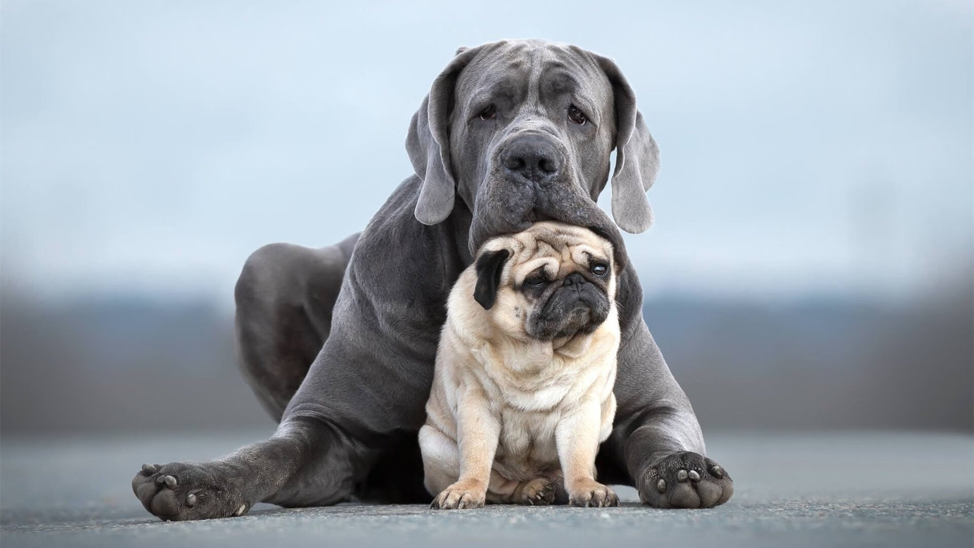 国足官方App提供全方位训练内容，国足比赛平台